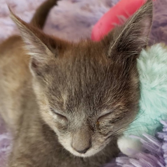 Meet your Posher, Shannon - Picture 1 of 1